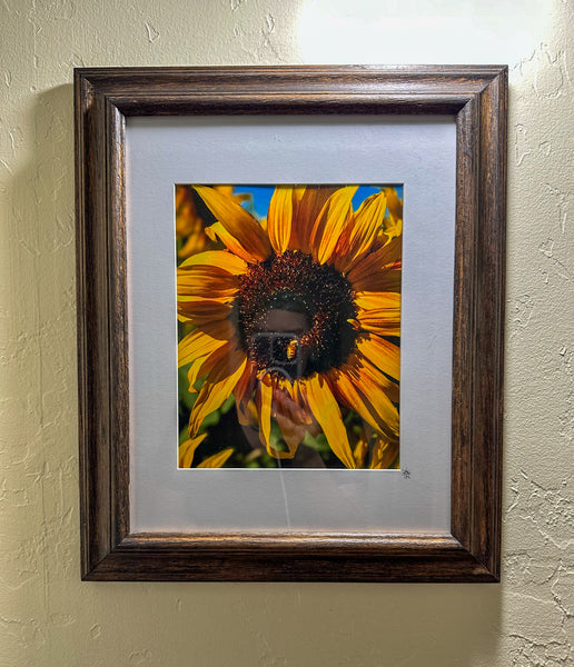 Sunflower & Bee: Framed Print