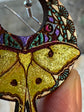 Luna Moth Drops
